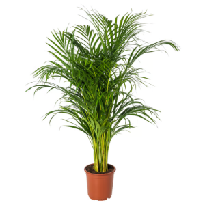 arica palm