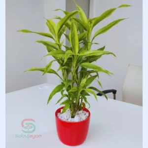 Lucky Bamboo Plant