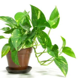 money plant