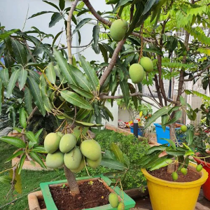 mango plant