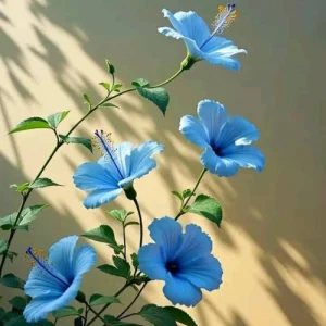 Blue hibiscus - নীল জবা