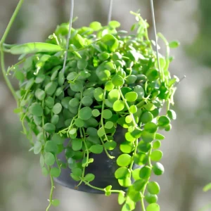 string of tears plant