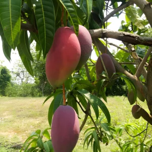 chiang mai mango