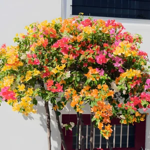 Bougainville Mix color
