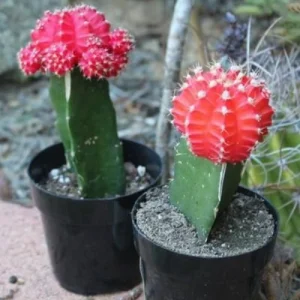 moon cactus
