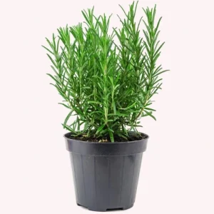 Rosemary Plant