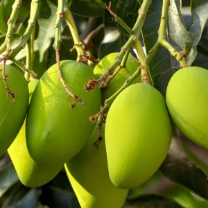 langra mango tree