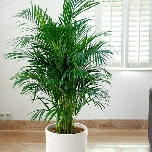 Areca palm Plant