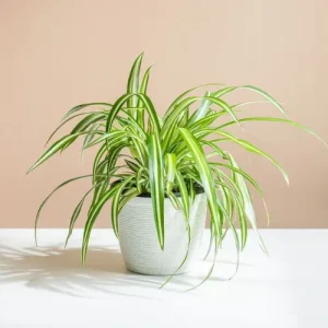 Spider plant