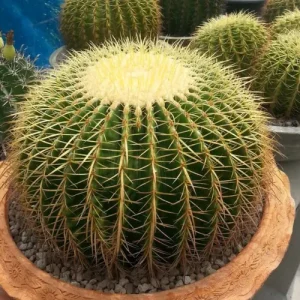 Ball Cactus