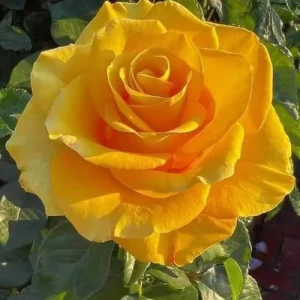 Color Change Yellow Rose - কালারচেঞ্জ হলুদ গোলাপ