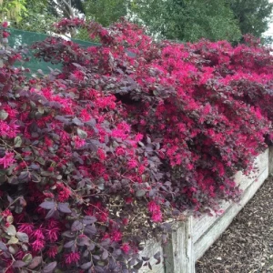 Loropetalum chinense - লোরোপেটালাম