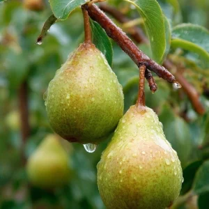 Pear Plant - নাশপাতি গাছ