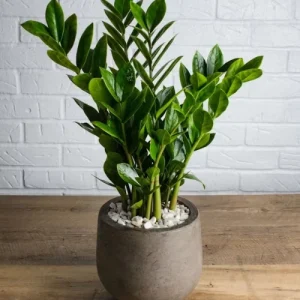 জিজি প্লান্ট - ZZ Plant