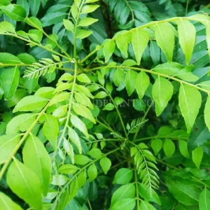 কারি পাতা - Murraya koenigii