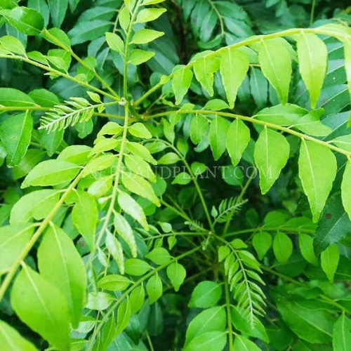 কারি পাতা - Murraya koenigii