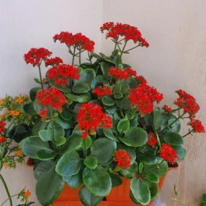 ক্লানচু ফুল Calanchoe flower