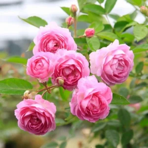 Hazari Rose Plant - হাজারি গোলাপ গাছ