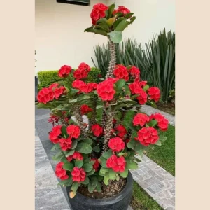 ইফরবিয়া কাঁটা মুকুট - Uphorbia flower thai katamukut