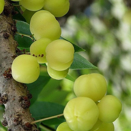 অরবড়ই - Phyllanthus acidus