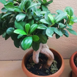 China bot ginseng - চায়না বট জিংসেন বনসাই