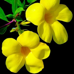 আলমানডা