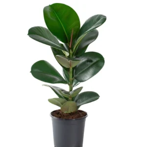 রাবার বট rubber bot tree