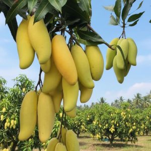 ব্যানানা আম গাছ banana mango tree