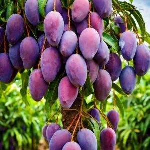 ব্লাক স্টোন আম গাছ - black stone mango tree