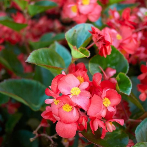 Jatropha – জাট্রোফা