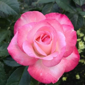 জুমেলিয়া গোলাপ ফুল - jumaliya rose flower