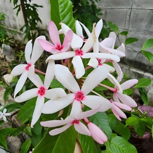 Kopsia Flower Plant -  কপসিয়া ফুল গাছ