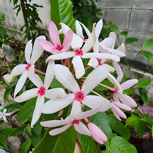 Kopsia Flower Plant - কপসিয়া ফুল গাছ