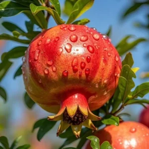 Pomegranate – ডলিম