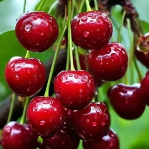 Sylvia Cherry Fruits Plant