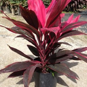 অগ্নিসর পাতাবাহার