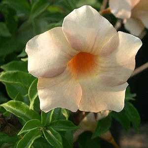 Allamanda Biscuit Color - আলমান্ডা বিস্কুট কালার