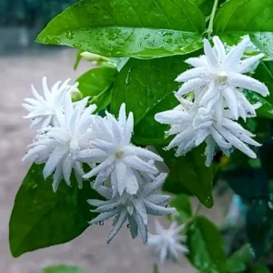 ওয়াটার জেসমিন