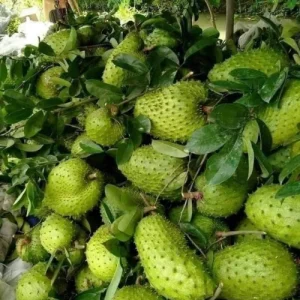 করসল ফল - Corossol fruits