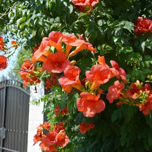 Trumpet Vine - ট্রাম্পেট ভাইন