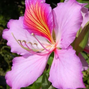 ড্রপ কাঞ্চন ফুল drop kanchon flower