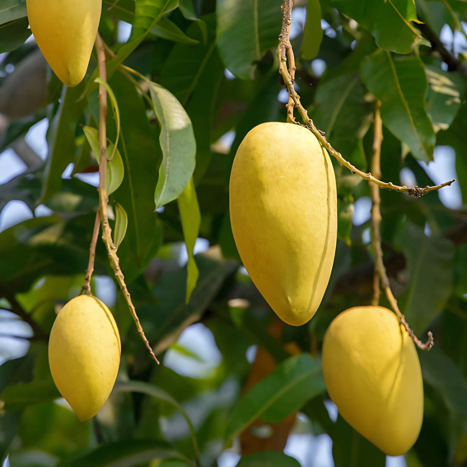 থাই কাটিমন আম - thai kamon mango tree