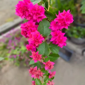 Mahara Bougainvillea