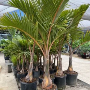 বোতল পাম