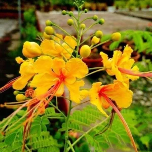 রানিচূড়া হলুদ ক্যাসিয়া