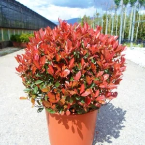 রেডরবিন/ছিজিয়াম - Syzygium