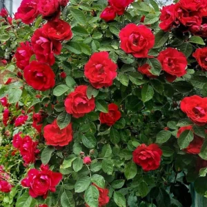 লতানো গোলাপ - creeper rose
