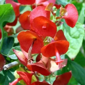 লেডিয়া আম্রেলা ফুল laids umbrella flower