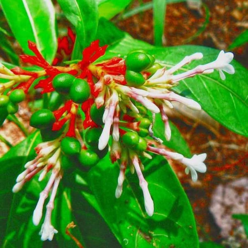 Indian snakeroot - সর্পগন্ধা