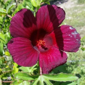 Cranberry Hibiscus - হলিগার্ল মেসতা জবা